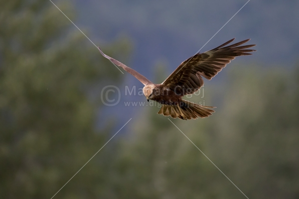 Klikni za ogled večje slike