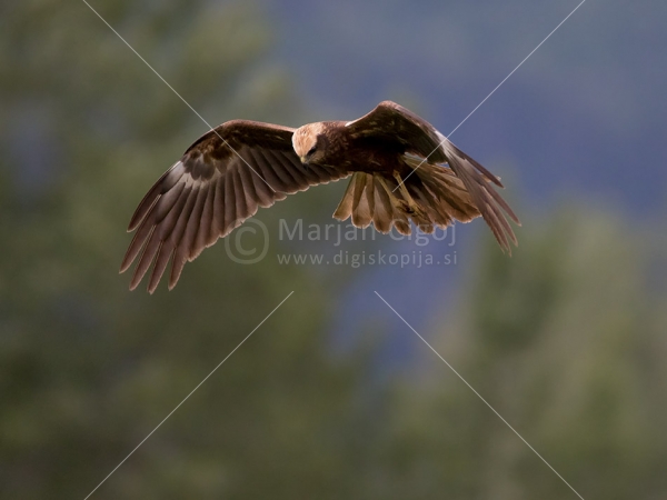 Klikni za ogled večje slike