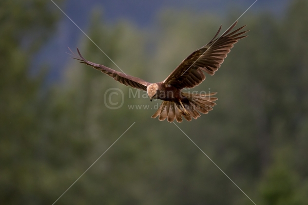 Klikni za ogled večje slike