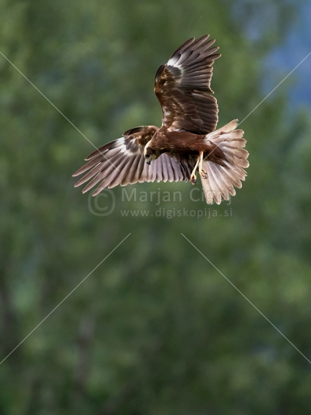 Klikni za ogled večje slike