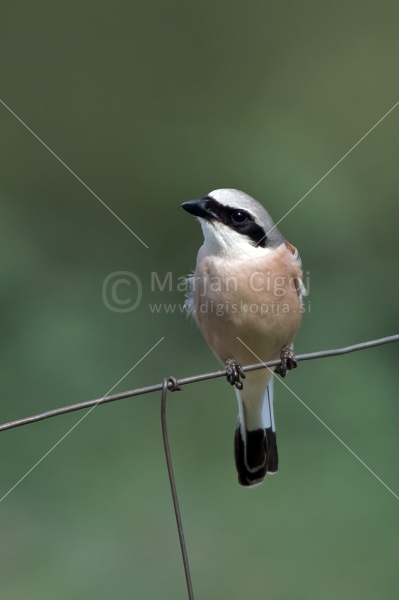 Klikni za ogled večje slike