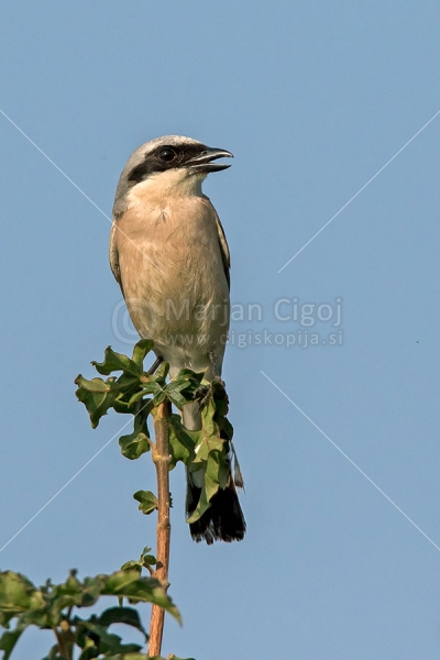 Klikni za ogled večje slike