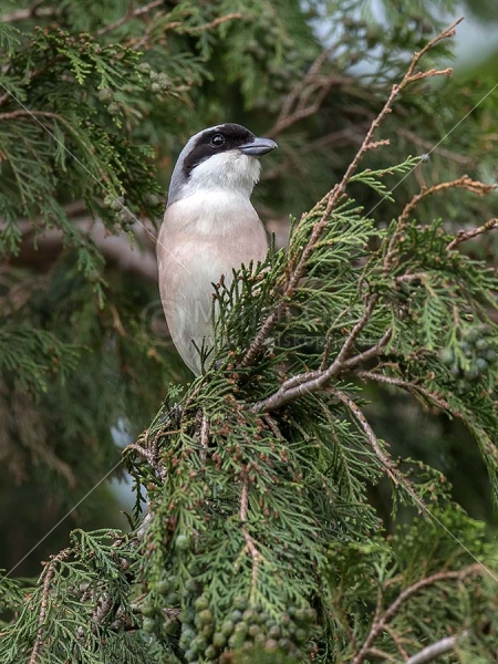 Klikni za ogled večje slike