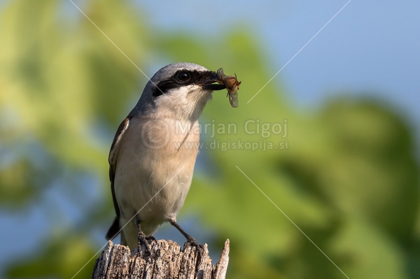 Klikni za ogled večje slike