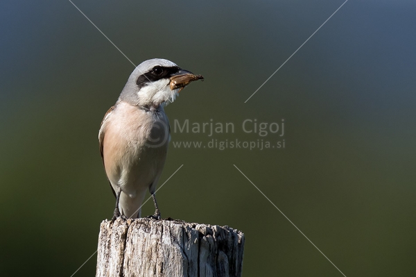 Klikni za ogled večje slike