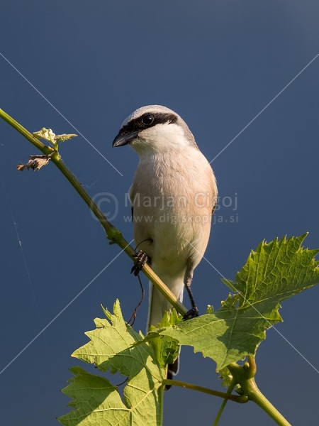 Klikni za ogled večje slike