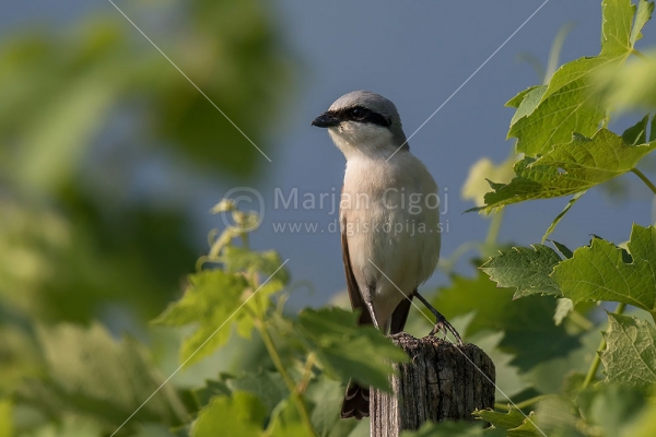 Klikni za ogled večje slike