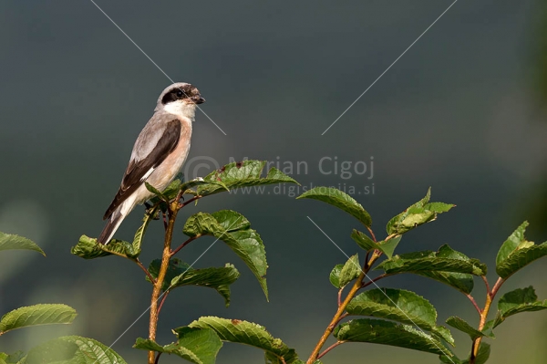 Klikni za ogled večje slike
