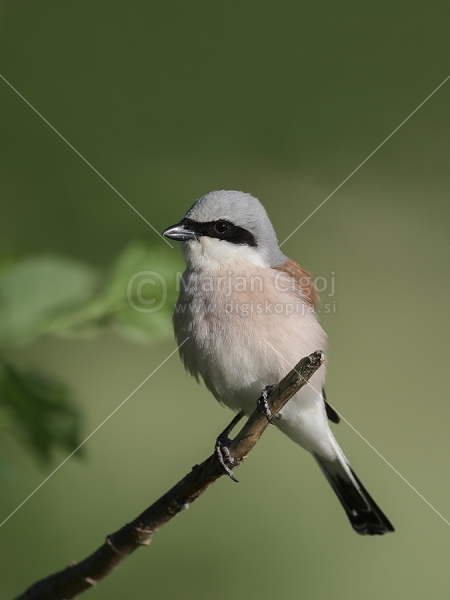 Klikni za ogled večje slike