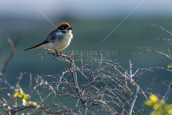 Klikni za ogled večje slike