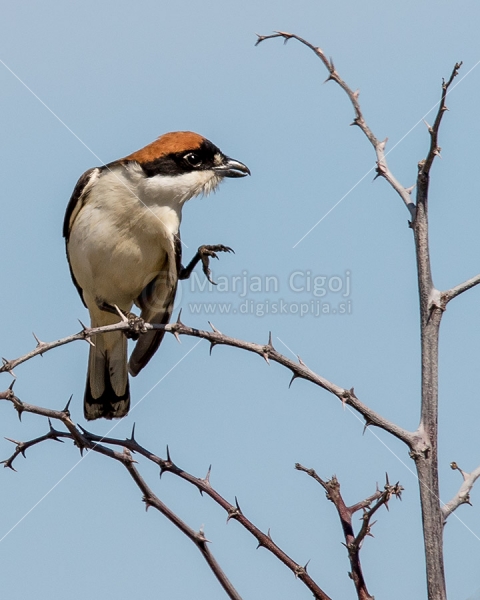Klikni za ogled večje slike