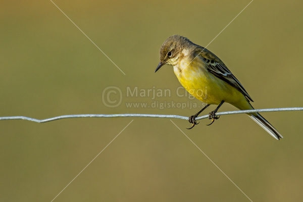 Klikni za ogled večje slike