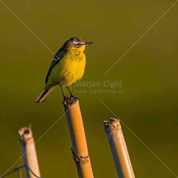 Klikni za ogled večje slike