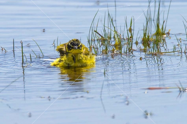 Klikni za ogled večje slike