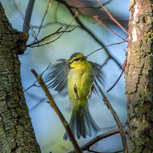 Klikni za ogled večje slike
