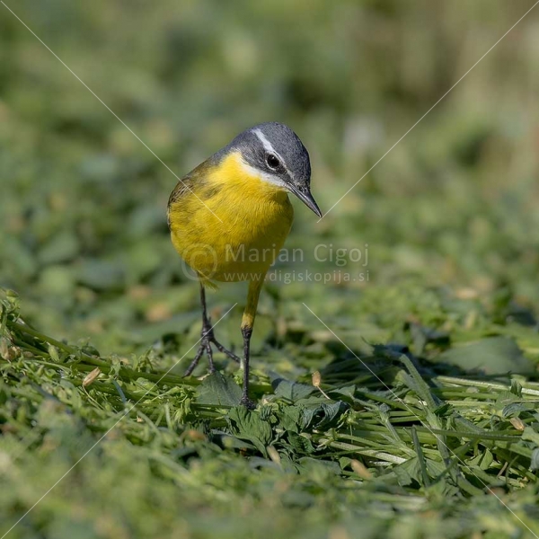 Klikni za ogled večje slike