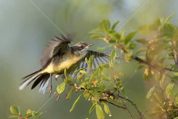 Klikni za ogled večje slike