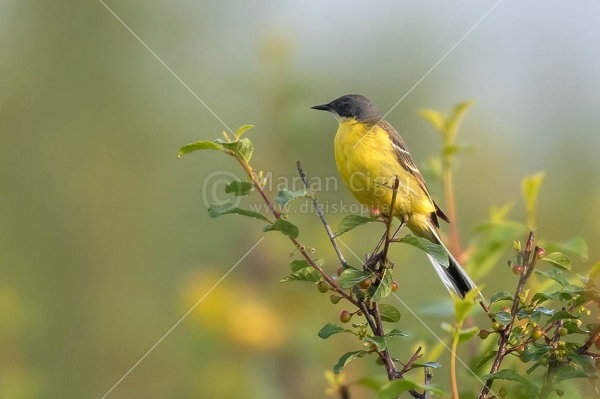 Klikni za ogled večje slike