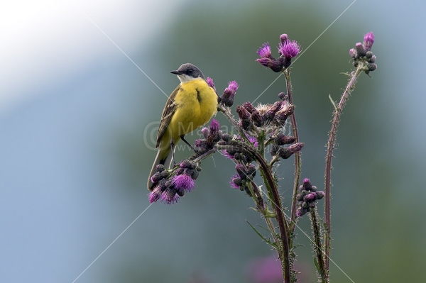 Klikni za ogled večje slike
