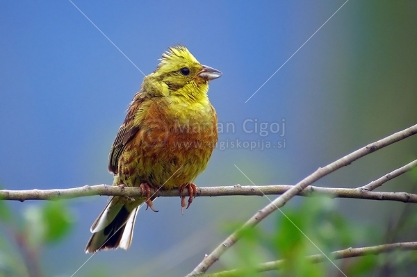 Klikni za ogled večje slike