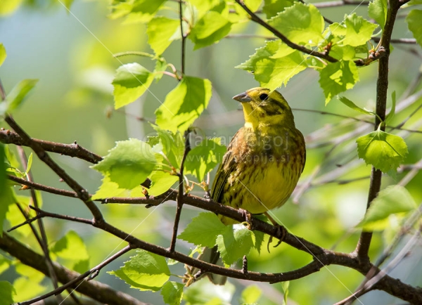 Klikni za ogled večje slike