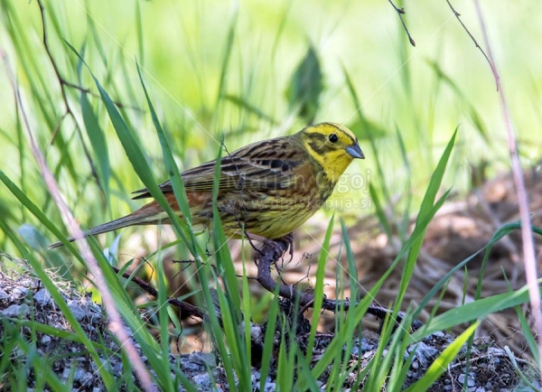 Klikni za ogled večje slike