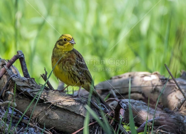 Klikni za ogled večje slike