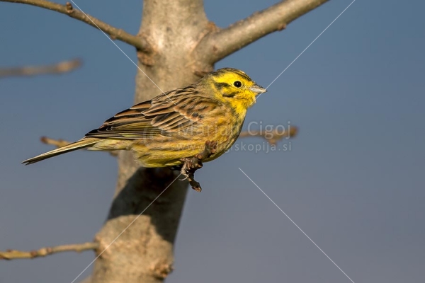 Klikni za ogled večje slike