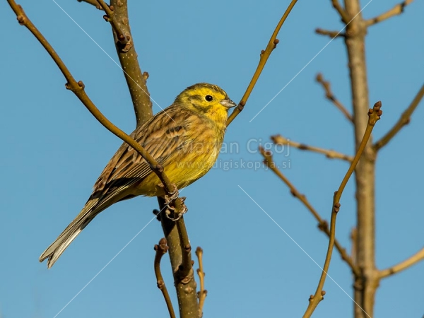 Klikni za ogled večje slike