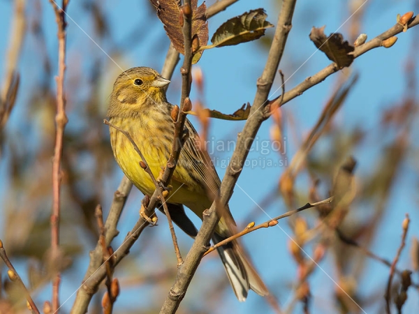 Klikni za ogled večje slike