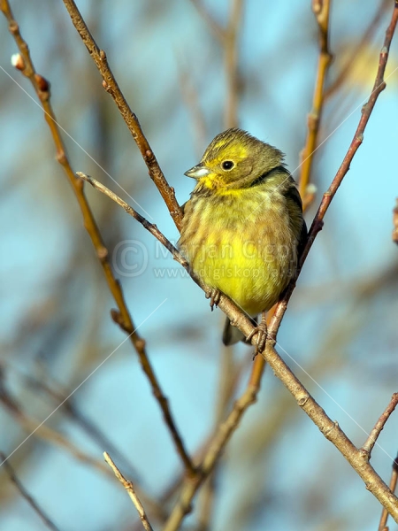 Klikni za ogled večje slike