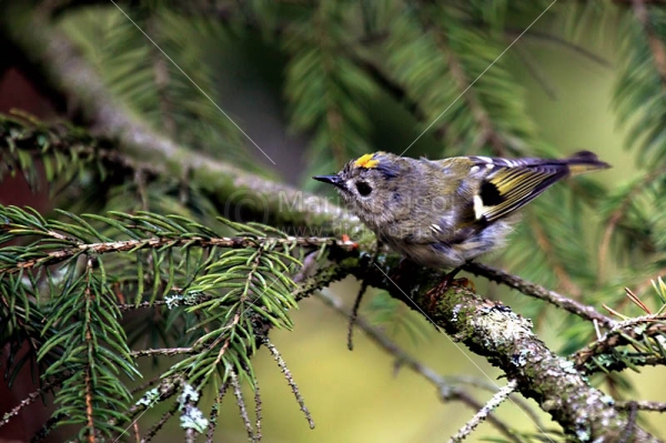 Klikni za ogled večje slike