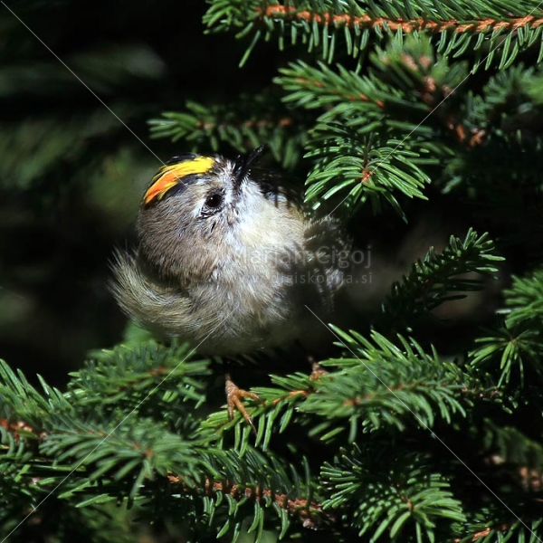 Klikni za ogled večje slike