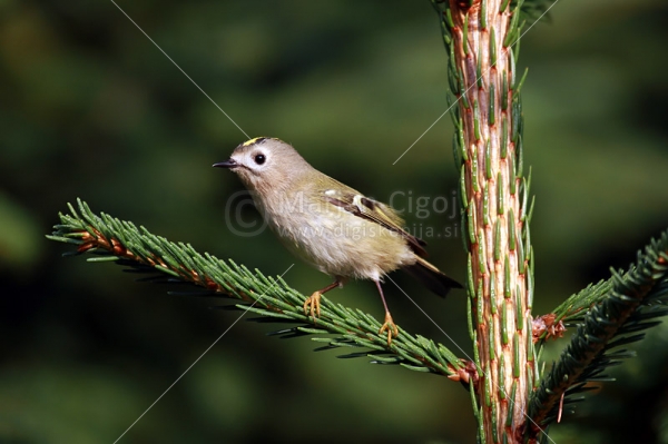 Klikni za ogled večje slike
