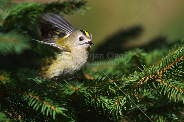 Klikni za ogled večje slike