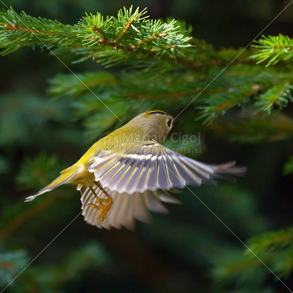 Klikni za ogled večje slike