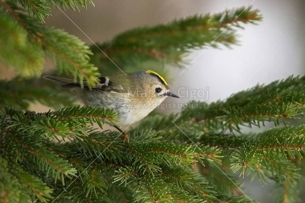 Klikni za ogled večje slike