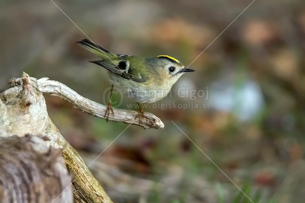 Klikni za ogled večje slike