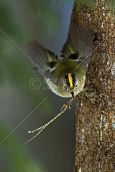 Klikni za ogled večje slike