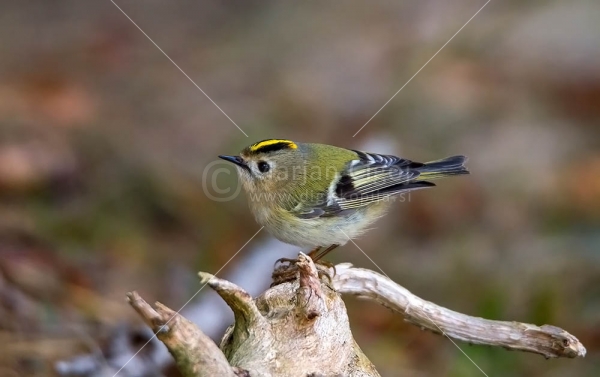 Klikni za ogled večje slike