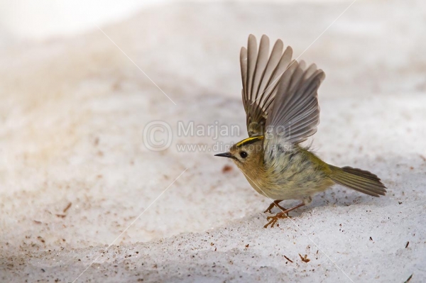 Klikni za ogled večje slike