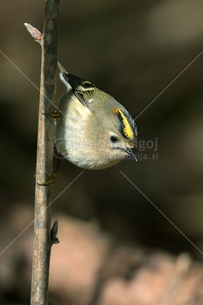 Klikni za ogled večje slike