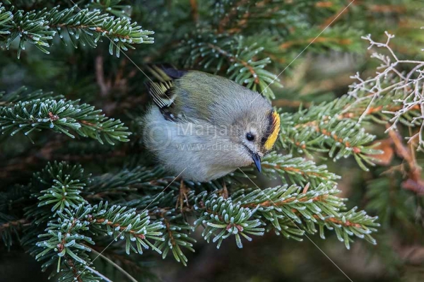 Klikni za ogled večje slike