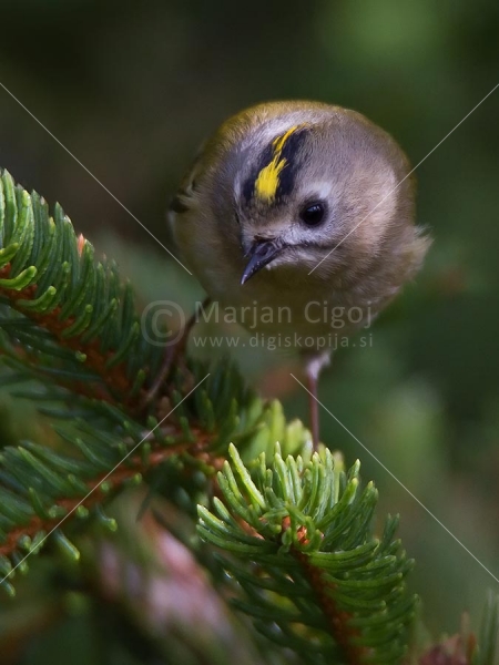 Klikni za ogled večje slike