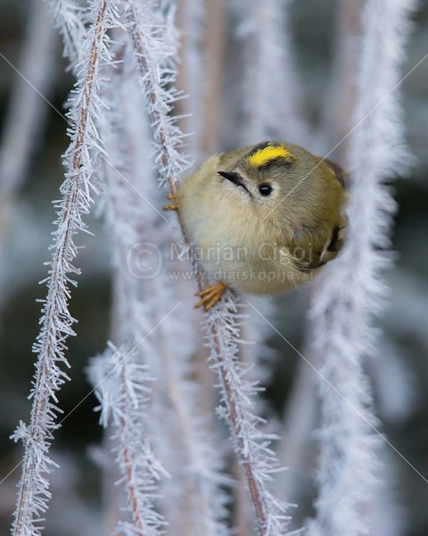 Klikni za ogled večje slike
