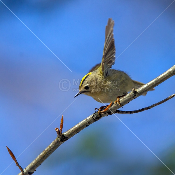 Klikni za ogled večje slike