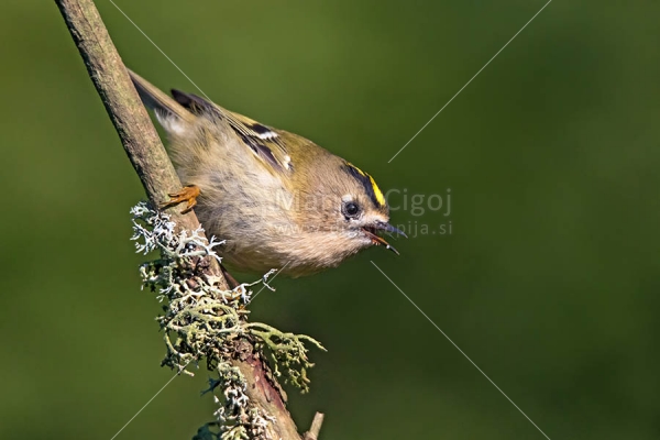 Klikni za ogled večje slike