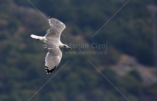 Klikni za ogled večje slike