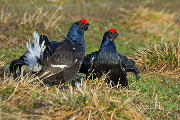 Klikni za ogled večje slike