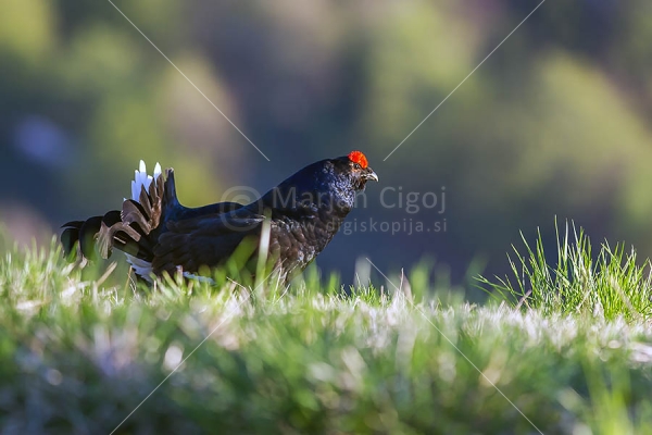 Klikni za ogled večje slike
